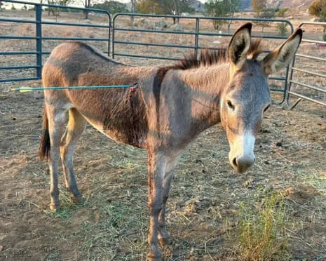 Burro On the Mend Following Latest Projectile Strike on Wild Burros in the Golden State